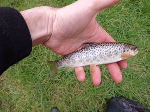 Brown Trout