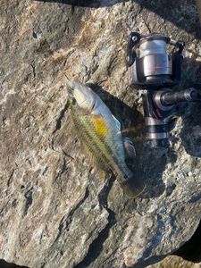 Ballan Wrasse