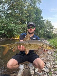 Barbel