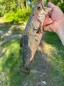 Brook Trout
