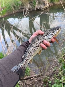 Brown Trout