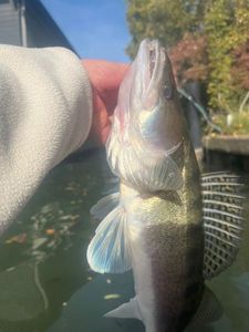 Zander