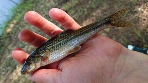 Gudgeon