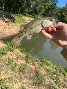 Largemouth Bass