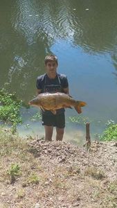 Common Carp