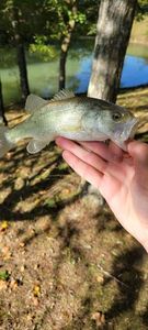 Largemouth Bass