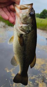 Largemouth Bass