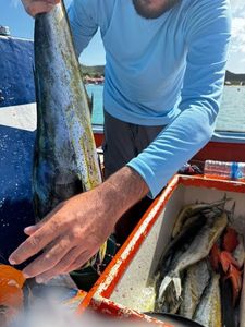 Dolphinfish