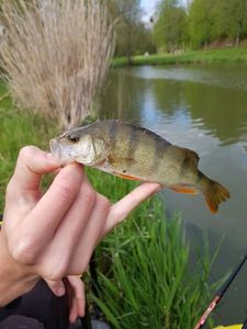 European Perch
