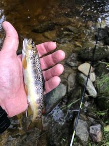 Brown Trout