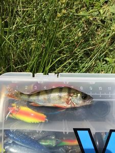 European Perch