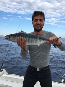 Atlantic Bonito