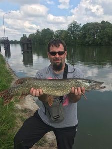 Northern Pike