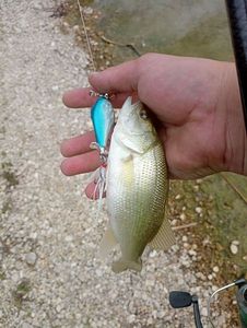 Largemouth Bass