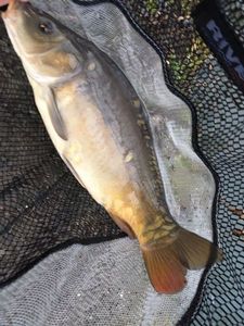 Mirror Carp