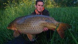 Common Carp