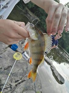 European Perch