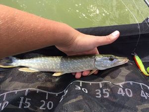 Northern Pike