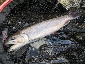 Brook Trout