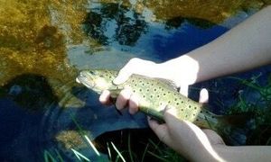 Brown Trout