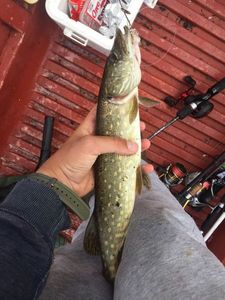 Northern Pike