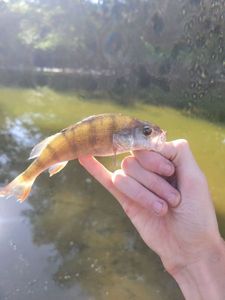 European Perch