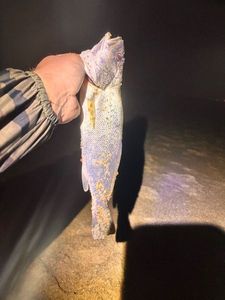 European Bass (Seabass)