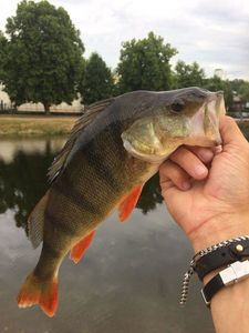 European Perch
