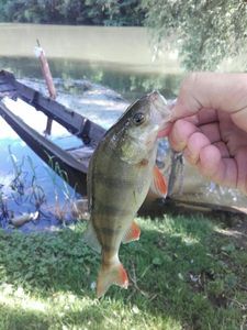 European Perch