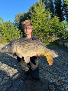 Common Carp