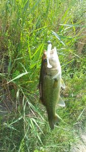 Largemouth Bass