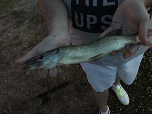 Northern Pike