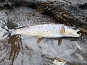 Brown Trout