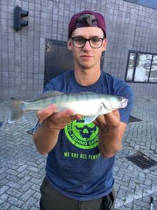 Zander