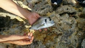 Gilthead Seabream