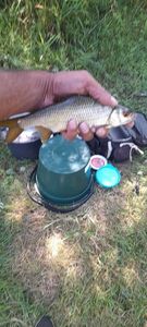 Roach