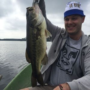 Largemouth Bass