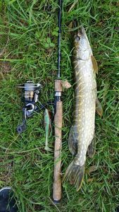 Northern Pike