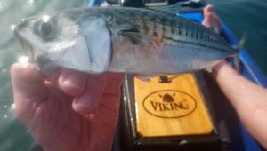 Chub Mackerel