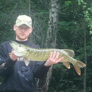 Northern Pike