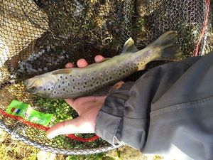 Brown Trout