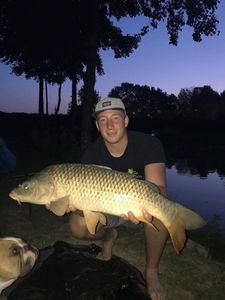 Common Carp