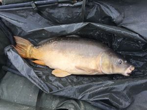 Mirror Carp
