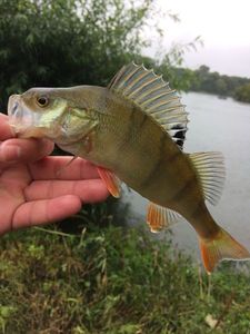European Perch