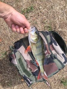European Perch