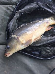 Mirror Carp