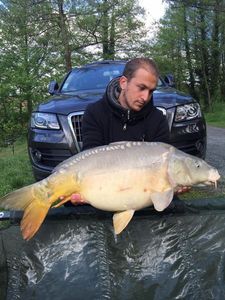 Mirror Carp
