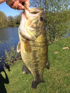 Largemouth Bass