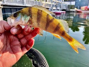 European Perch