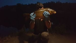Common Carp